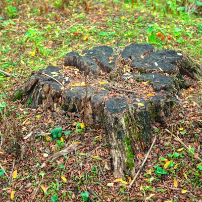 Old tree stump in yard illustrating landscaping stump removal needs for safety, aesthetics, and replanting