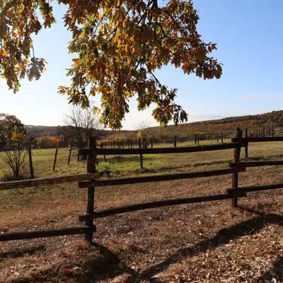 Country pasture with wooden fence and overhanging autumn branches under bright sky during fall afternoon