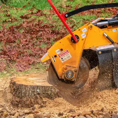 Close-up stump grinder wheel cutting tree stump, sending wood chips flying during professional removal work