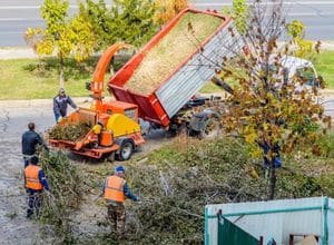 Expert tree removal services can help with time management. 