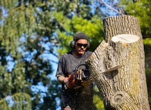 Choose expert tree removal services to help you with your project. 