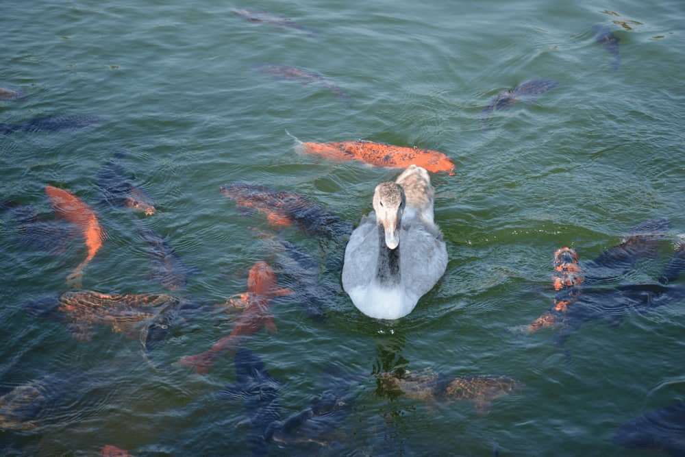 fishes and duck swimming in the lake